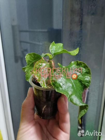 Гибискус night runner