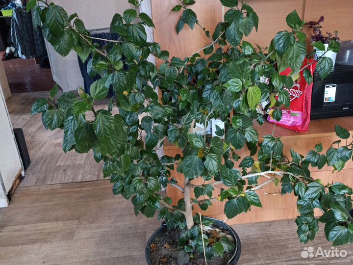 Гибискус китайская роза. Набирает бутоны