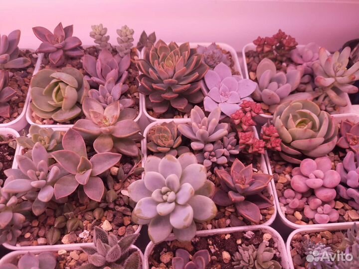 Суккуленты: композиции, алоэ, кактусы