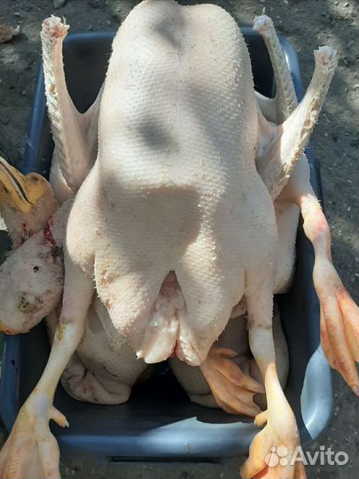 Мясо гуся гусиный жир