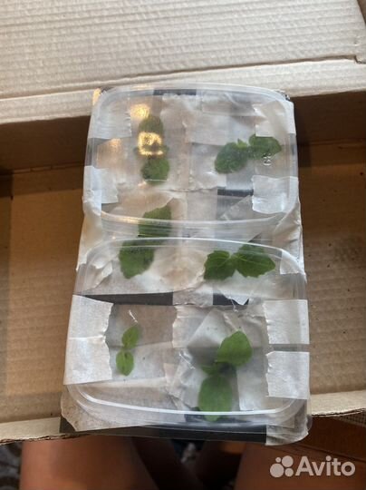 Саженцы павловния patong z-07