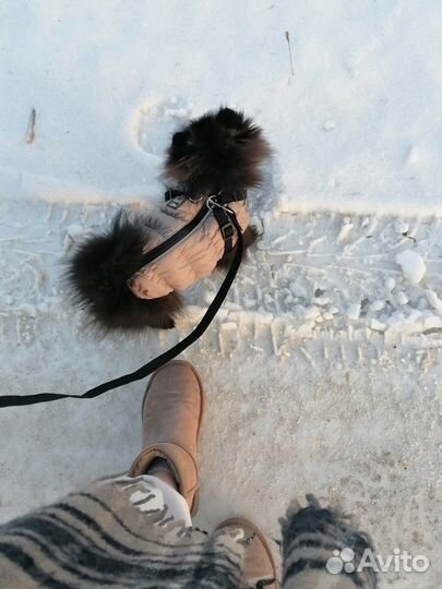 Жилетка для собак