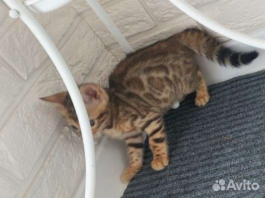 Бенгальские котята