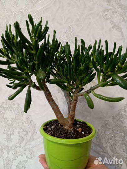 Толстянка красуля Хоббит