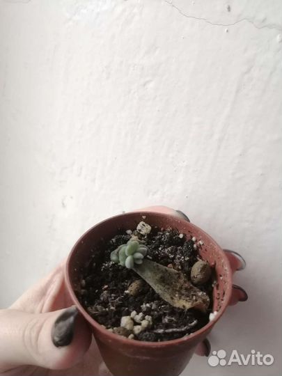 Суккуленты