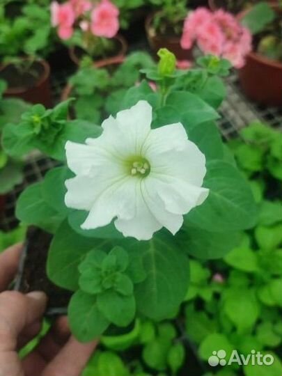 Рассада цветов