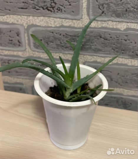 Алоэ и кротон