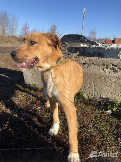 Отдам собаку девочку- 1 год