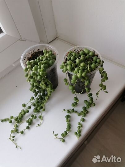 Крестовник роули