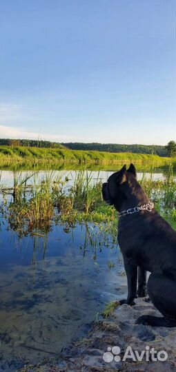 Щенки Кане Корсо