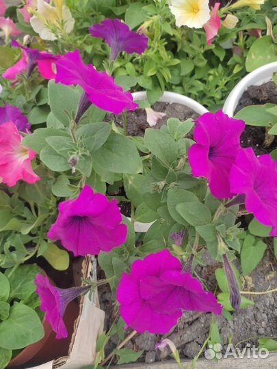 Петуния каскадно ампельная сортовая