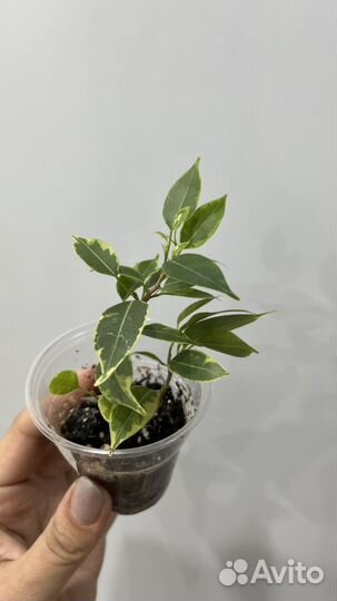 Фикус бенджамина