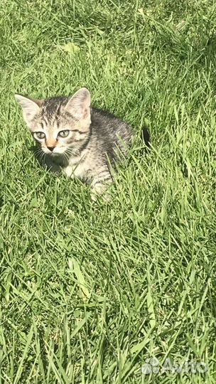 Помогите пристроить котят