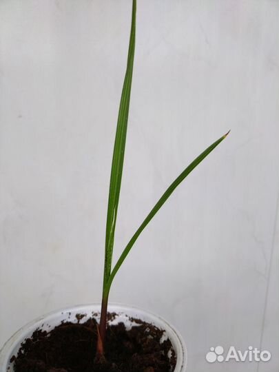 Орхидея, пальма Вашингтония веерная