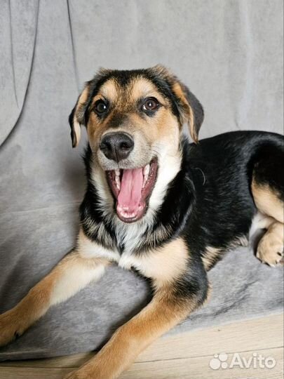 Щенок в добрые руки (девочка)