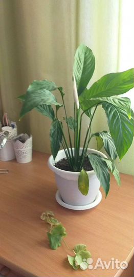 Комнатные цветы