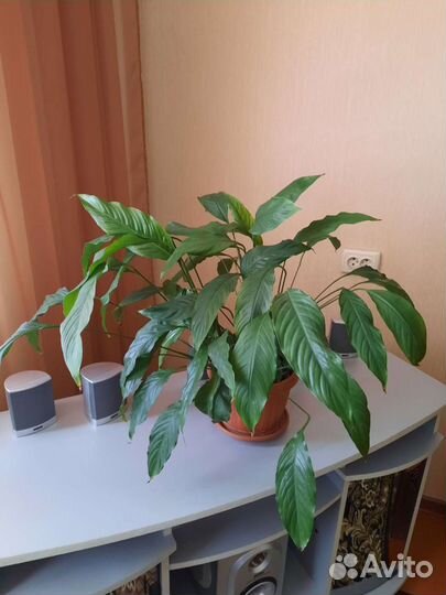 Цветок Спатифиллум