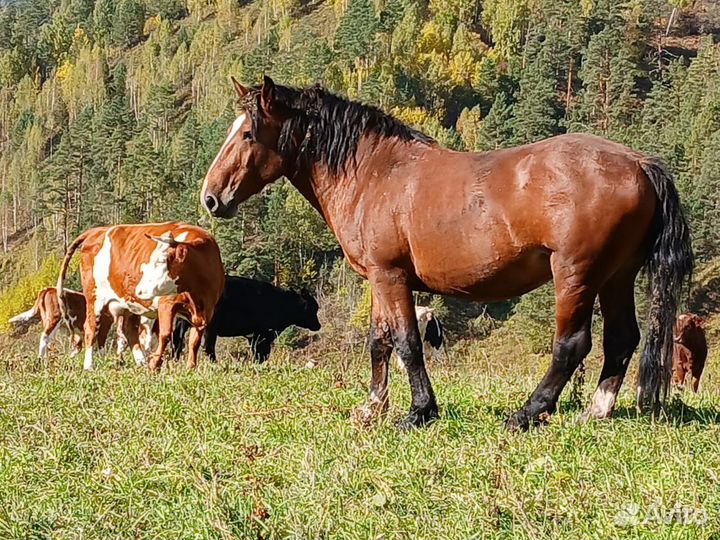 Продам лошадь, жеребец