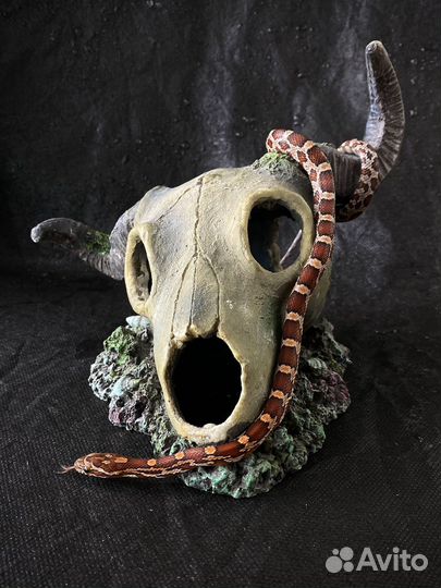 Маисовый полоз