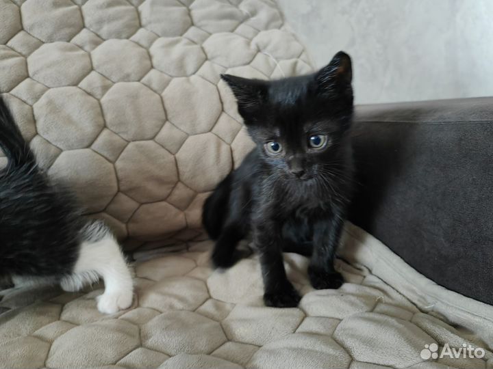 Коты в добрые руки