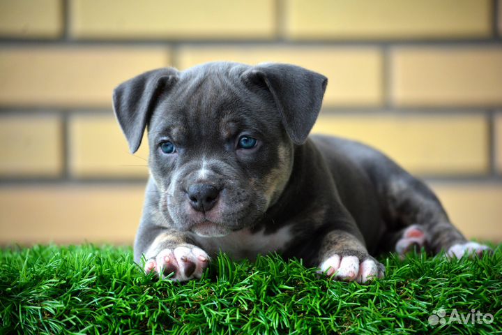 Амбулли девочка