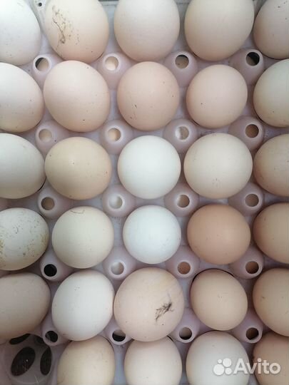 Продам яйцо куриное домашнее