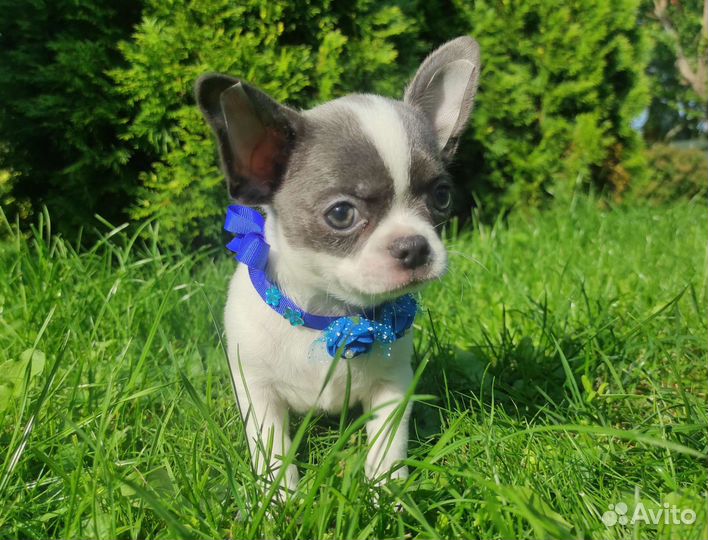 Голубые мальчики чихуахуа