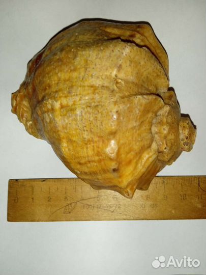 Ракушка в аквариум