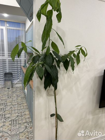Авокадо Дерево