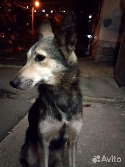 Отдам в добрые руки