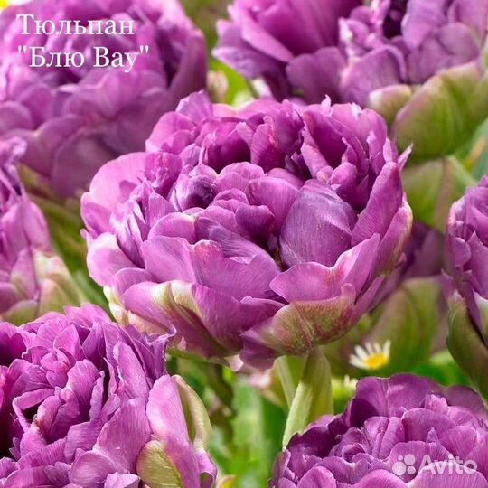 Тюльпан луковицы