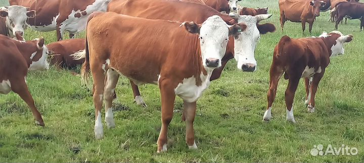 Телята 2024. Сено в рулонах