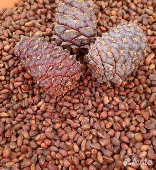 Орех кедровый 2023