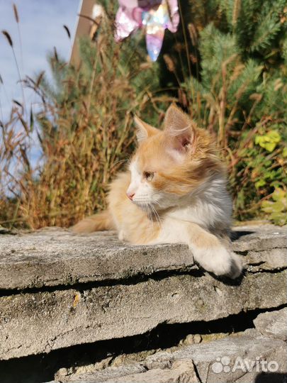 Котенок в добрые руки
