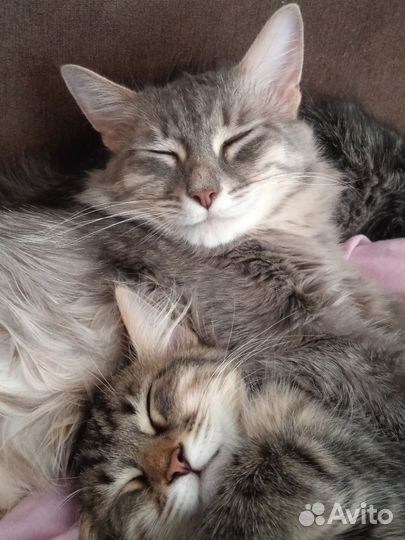 Котик в добрые руки
