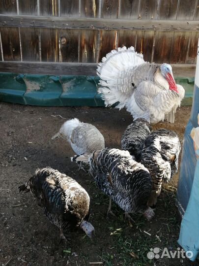 Инкубационное яйцо индюшиное