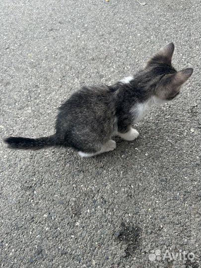 Котенок мальчик