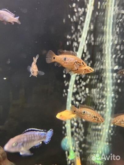 Рыбки Хромисы Красавцы