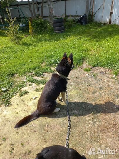 Собака-охотник