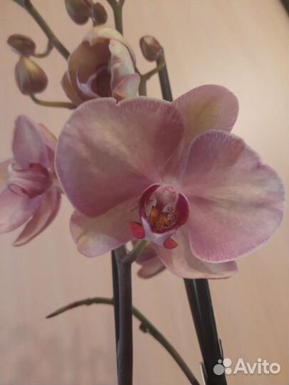 Орхидея Хазард