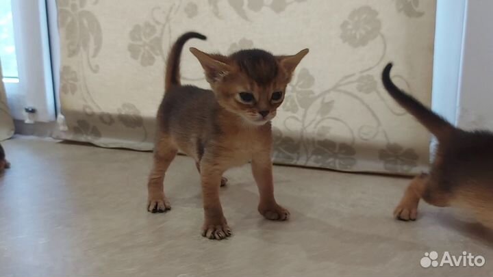 Абиссинские кошки