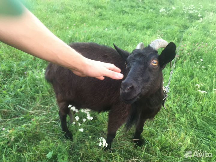 Продаются 2 дойных козы