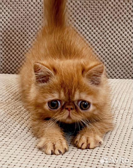 Экзотический котенок