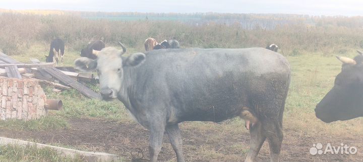 Продам корову