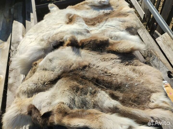 Оленья шкура