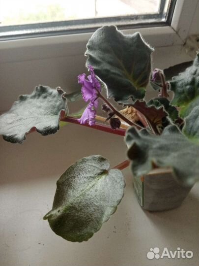 Фиалка в горшках