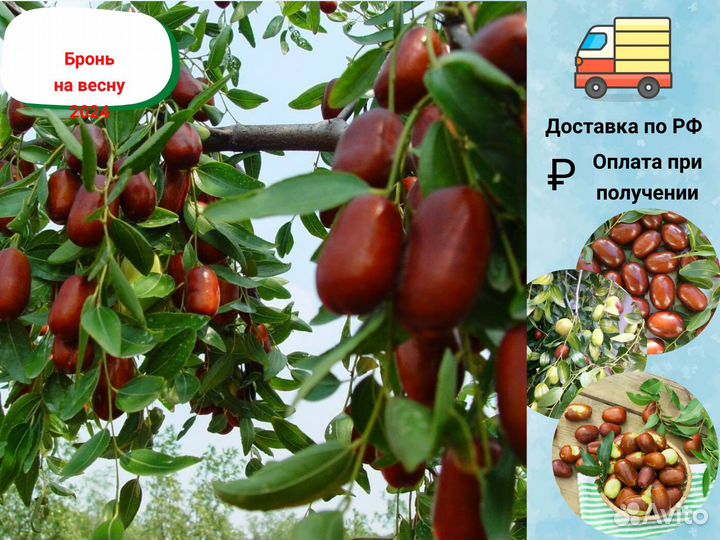 Зизифус (Унаби) Китайский Финик