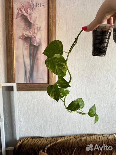 Сциндапсус золотистый