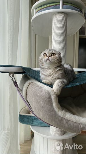 Шотландская