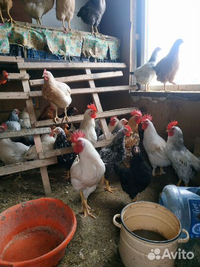 Яйца инкубационные и цыплята, яйца утиные и утята